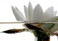  White water-lily